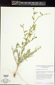 Herbarium Sheet of NY 801483